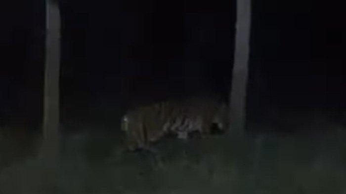 TEREKAM KAMERA - Seekor harimau sumatera terekam kamera berada di jalan koridor di Dusun Mandelang, Desa Muara Sekalo, Kecamatan Sumay, Kabupaten Tebo, Kamis (20/2/2025) malam.