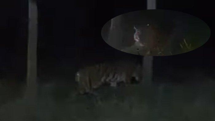 TEREKAM KAMERA - Seekor harimau sumatera terekam kamera berada di jalan koridor di Dusun Mandelang, Desa Muara Sekalo, Kecamatan Sumay, Kabupaten Tebo, Kamis (20/2/2025) malam.