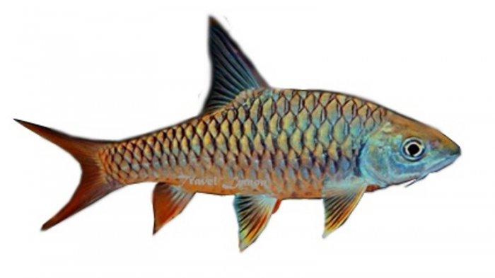 Semah Keistimewaan Ikan Semah Merangin Provinsi Jambi, Sekilo Capai Rp 200 ...