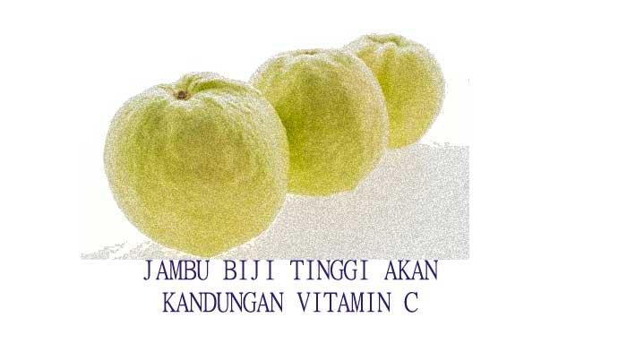 Manfaat Menakjubkan Kandungan Vitamin C dalam Buah Jambu Biji Manfaat Menakjubkan Kandungan Vitamin C dalam Buah Jambu Biji