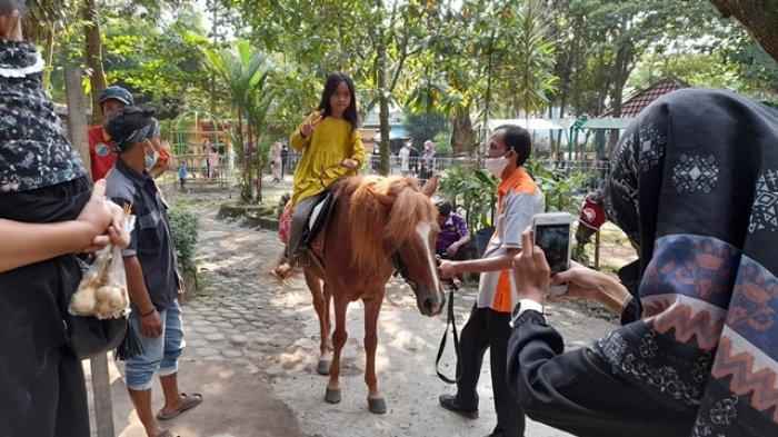 Menunggang Kuda di Kebun Binatang Taman Rimba Jambi dibuka kembali