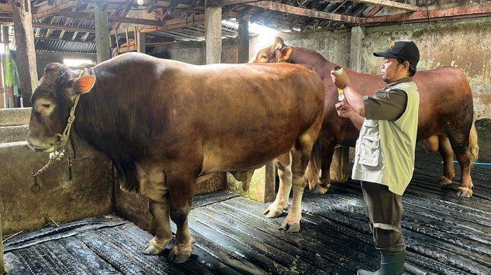 VAKSINASI SAPI - Ilustrasi petugas Dispaperkan Kabupaten Wonosobo melakukan vaksinasi PMK di kandang ternak milik warga Desa Wonoroto, Kecamatan Watumalang, Kabupaten Wonosobo, Rabu (22/1/2025).