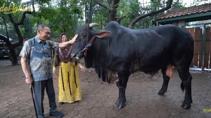 SAPI KURBAN : Tangkapan layar dari YOUTUBE deHakims channel pada Senin (2/6/2025) : Penampakan Condroireng Sapi Kurban Mertua Irfan Hakim Mayjen TNI (Purn) Arief Budi Sampurno