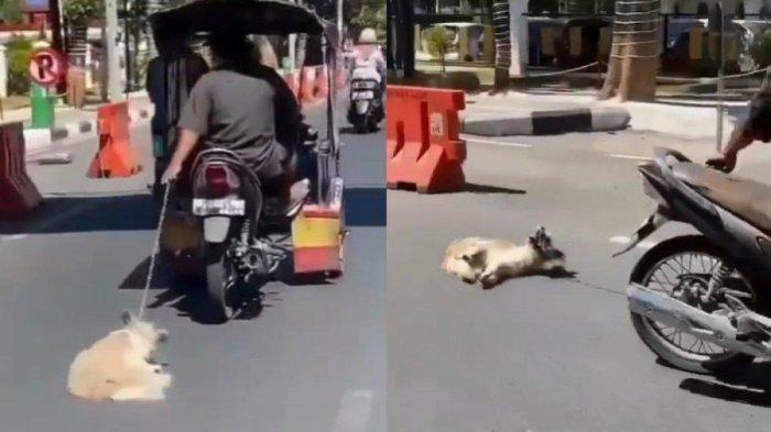 Aksi pengemudi bentor seret anjing viral di media sosial.