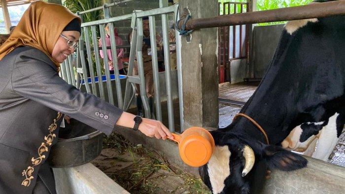 Kerjasama Dislutkanak dan PT. Nestle Indonesia Dongkrak Produktifitas ...