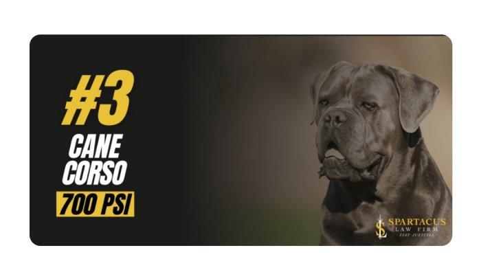 Cane Corso Ras Anjing yang gigitannya kuat melebihi Singa