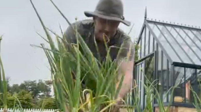 TANGKAPAN layar saat David Beckham sedang memanen bawang merah di kebun miliknya.