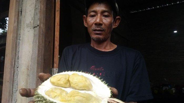 Durian Srikandi lokal Menawan Kudus