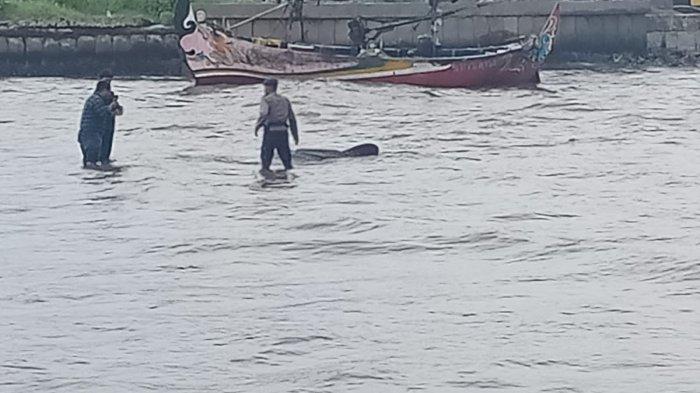 EVAKUASI HIU PAUS - Tim Gabungan Polairud dan nelayan melakukan evakuasi Paus Hiu Geger Lintang ( Rhyncodon Typus)  terdampar di Perairan  Muara UjungBatu Kabupaten Jepara.