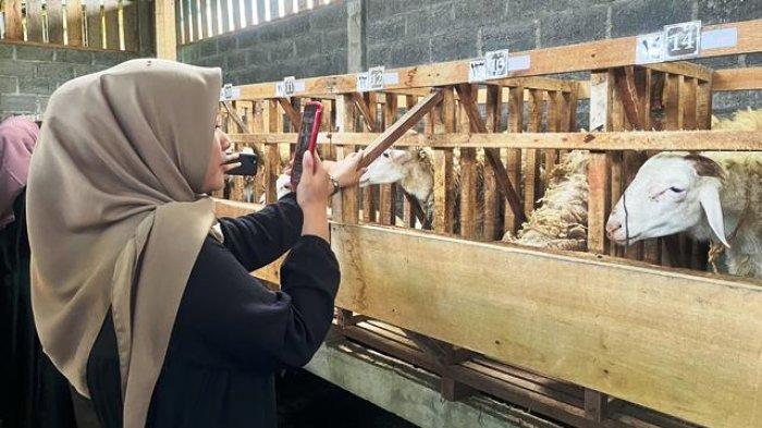 HEWAN KURBAN - Peternakan Pak Ali Murtadho yang berlokasi di Dusun Larangan, Desa Bomerto, Wonosobo memanfaatkan sosial media untuk mempromosikan hewan kurban  yang dijual. SPG cantik digandengnya melakukan live streaming di sosial media untuk menjual hewan kurban, Senin (19/5/2025). (Tribun Jateng/Imah Masitoh)