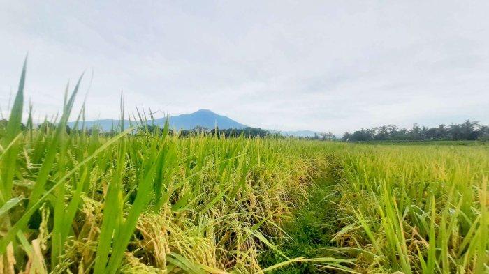 Hadapi Ancaman Kekeringan dan Cegah Stunting, UNSOED Bersama Korem 071/Wijayakusuma Tanam Inpago Unsoed Protani