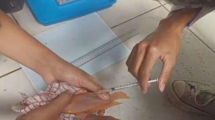 INOVASI MAHASISWA UNSOED : ANGGUR LAUT SEBAGAI SENJATA AMPUH MELAWAN PENYAKIT MEMATIKAN PADA BUDIDAYA IKAN NILA