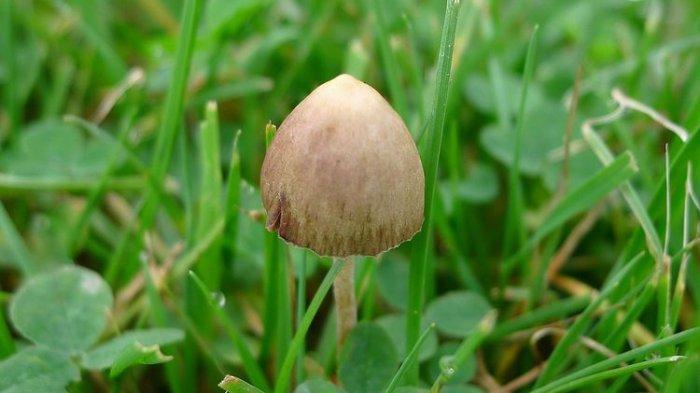 Ilustrasi magic mushroom atau jamur ajaib. (Wikimedia Commons)