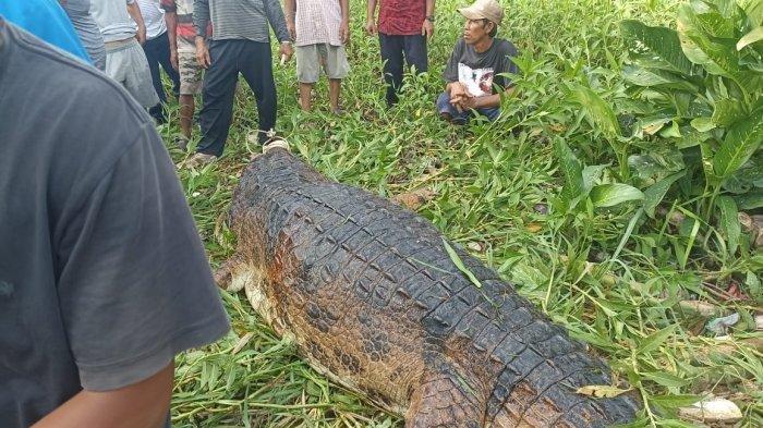 Buaya yang diduga terkam bocah 10 tahun. 