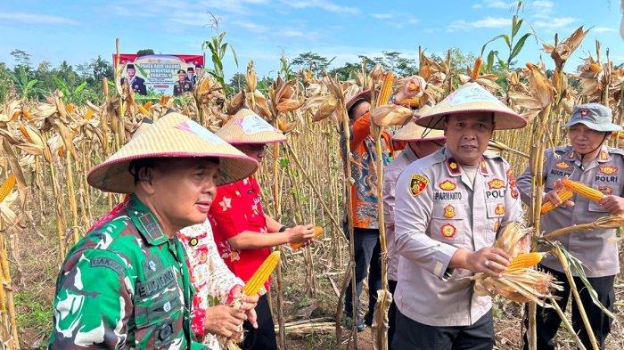 PANEN RAYA SERENTAK - Jajaran Forkopimda Wonogiri mengikuti panen raya di Desa Mangunharjo Kecamatan Jatipurno Kabupaten Wonogiri pada Kamis (5/6/2025).  