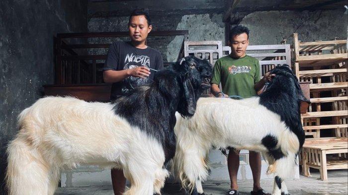 TAMPAK KAMBING BARON DAN DORMEN: Kambing bernama Baron (kiri) memiliki berat yang tidak biasa yakni mencapai 140 kilogram dengan tinggi 103 Cm, bersama kambing bernama Dormen (kanan) memiliki berat 120 kilogram dengan tinggi 104 Cm, saat berada di luar kandangnya yang ada di Haji Muslim (HM) Jaya Farm, beralamat di Desa Tembok Luwung, RT 09/RW 02, Kecamatan Adiwerna, Kabupaten Tegal, Jawa Tengah. Berada di luar kandangnya, Kambing Baron dan Dormen terlihat tenang dan cukup gagah dengan bulu lebat dan mengkilap, pada Rabu (21/5/2025).