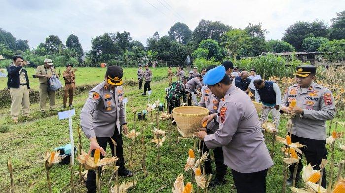 Panen Raya Jagung — Kapolres Purbalingga beserta jajarannya saat sedang memanen jagung di lahan Desa Candiwulan, Kecamatan Kutasari, Kabupaten Purbalingga, Senin (19/5/2025).