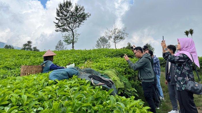 Kebun Teh Tambi yang berada di Desa Tambi, Kecamatan Kejajar, Kabupaten Wonosobo bisa menjadi pilihan untuk mengisi hari libur.