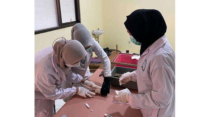 MAHASISWA FARMASI UNSOED MEMANFAATKAN DAUN DAN BUAH MANGGA SEBAGAI ANTI-INFLAMASI DALAM PENGOBATAN LUKA BAKAR