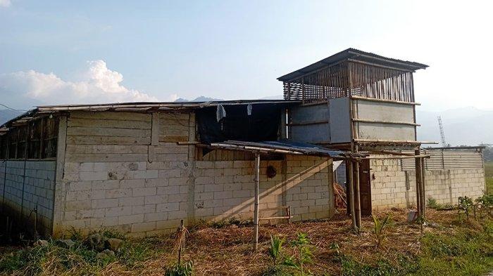 kandang Toha peternakan Bebek Petelur di Desa Sraten Tuntang