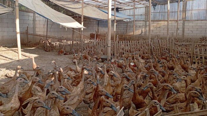 Mengintip Cara Sukses Toha Beternak Bebek Petelur di Desa Sraten Tuntang