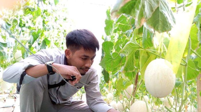 Pengelola Mini Zoo dan Green House Bodean di Pringapus, Kabupaten Semarang, Ulul Afik Mafrukhan menunjukkan melon sweet net yang dikembangkannya saat musim kemarau, Rabu (4/9/2024). (Ulul Afik M/istimewa)