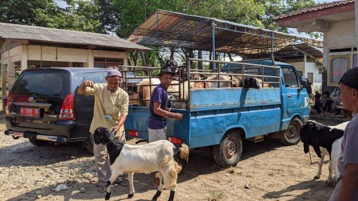 OJEK KAMBING - Tukang ojek kambing sedang menaikkan kambing di Pasar Hewan Wage Kecamatan Mayong, Kabupaten Jepara.