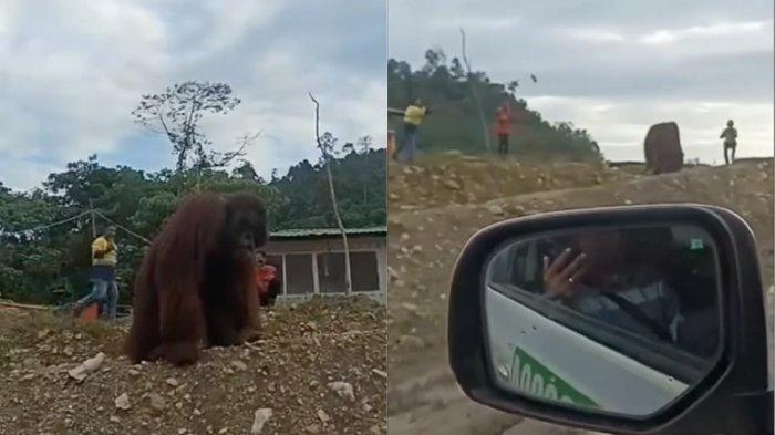 Viral detik-detik orangutan yang syok lihat habitatnya jadi proyek