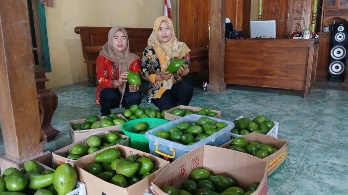 PANEN ALPUKAT - Warga Bicak Todanan tengah panen alpukat, Kamis (6/3/2025).(Dok. Warga Bicak).