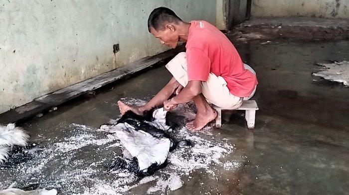 PENGEPUL KULIT - Karyawan Hantoro saat melakukan penanganan pemberian garam terhadap kulit kambing, Sabtu (7/6/2025).
