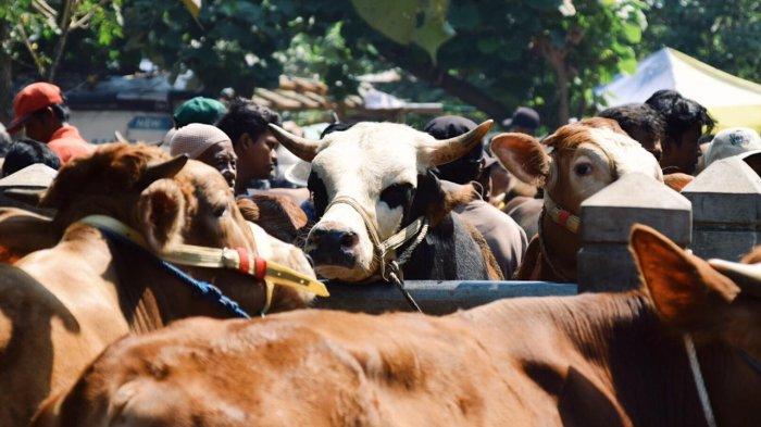 Pasar Hewan Sokaraja Banyumas - Monitoring dilakukan di peternakan Kawasan Bumi Perkemahan Kendalisada Kaliori, Kecamatan Kalibagor dan Pasar Hewan Sokaraja.