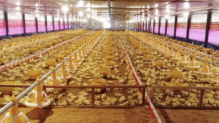 Pembangunan kandang ayam closed house baru di Area Gunung Tugel