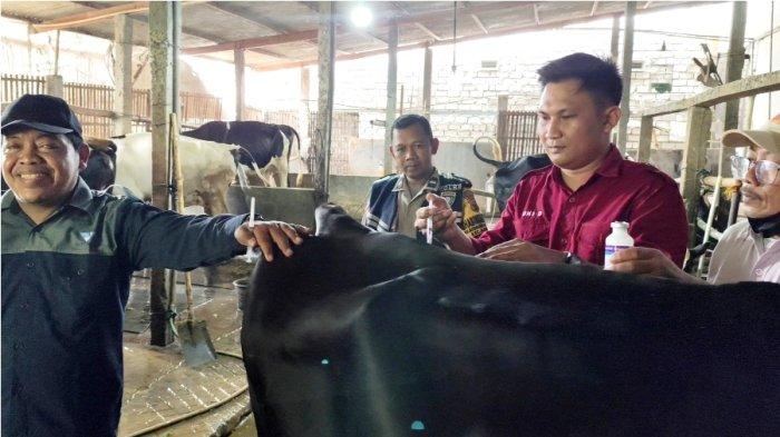 Pemberian vaksin Penyakit Mulut dan Kuku (PMK) kepada hewan ternak di Desa Sukoharjo, Kecamatan Margorejo, Kabupaten Pati, Rabu (8/1/2025).