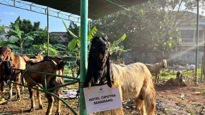 Penyaluran hewan kurban