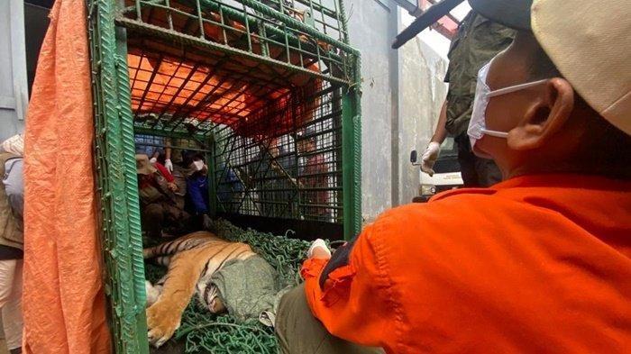 Proses evakuasi harimau yang menerkam Suprianda (27) oleh BKSDA Kaltim, Minggu (19/11/2023).