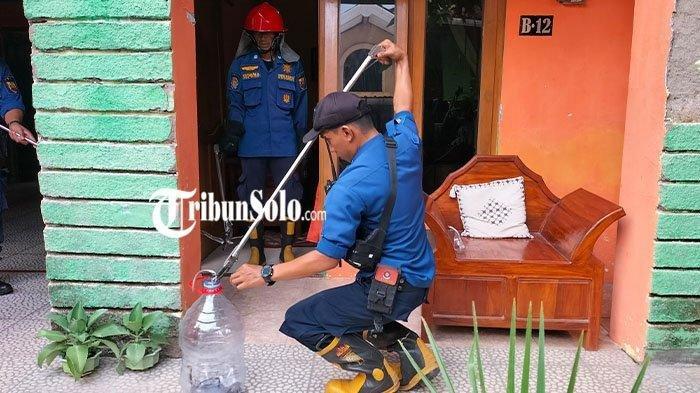 Proses evakuasi ular kobra jawa anakan di rumah warga di Sragen, Senin (4/12/2023).