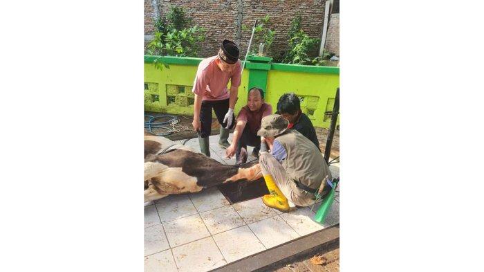 Proses penyembelihan hewan kurban