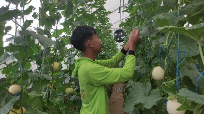 RAWAT TANAMAN- Seorang siswa Praktik Pengalaman Lapangan (PPL) SMKN Bansari merawat tanaman melon di Flos Hidroponik Desa Bansari Kecamatan Bansari, Temanggung, Rabu (23/4/2025).