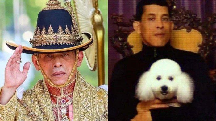 Inilah Sosok Fufu Anjing Ras Pudel Milik Raja Thailand Yang Habiskan inilah-sosok-fufu-anjing-ras-pudel-milik-raja-thailand-yang-habiskan