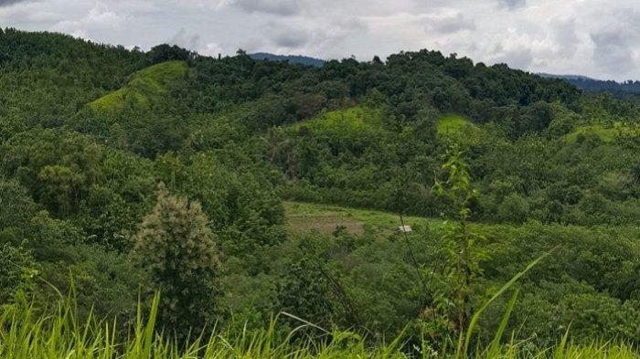 Kondisi kawasan Hutan Tanaman Industri (HTI) di Kecamatan Kolono, Kabupaten Konawe Selatan (Konsel), Provinsi Sulawesi Tenggara (Sultra) telah berubah bentuk menjadi kebun mete yang digarap masyarakat setempat. (Tribun Sultra/Samsul)
