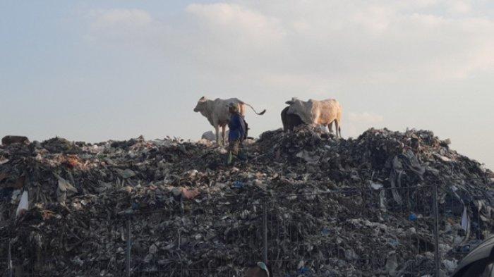 DOKUMENTASI Sapi di TPA Jatibarang Semarang sedang makan sampah, Jumat (22/9/2023).