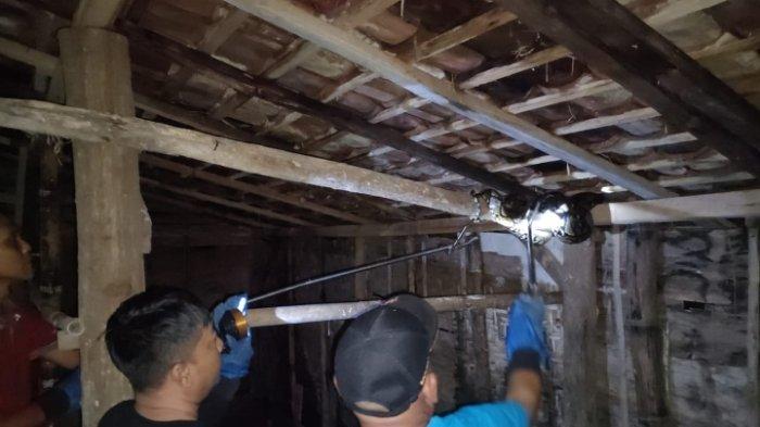 Petugas Damkar Satpol PP Blora saat proses evakuasi ular piton yang masuk ke rumah warga, Selasa (19/03/2024)