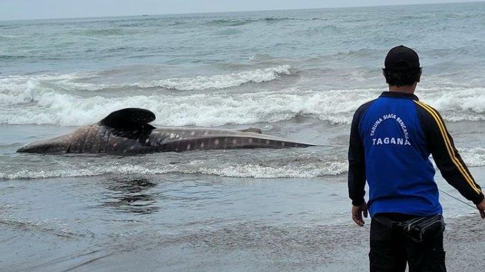Seekor hiu tutul mati terdampar di Pantai Wagir Indah, Desa Welahan Wetan, Kecamatan Adipala, Kabupaten Cilacap, Jawa Tengah, Rabu (29/11/2023).