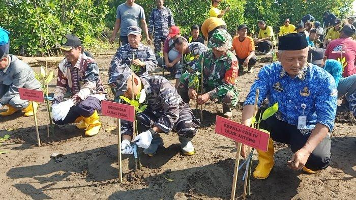 TNI AL Tegal Tanam 10 Ribu Bibit Mangrove di Pantai Wonokerto ...
