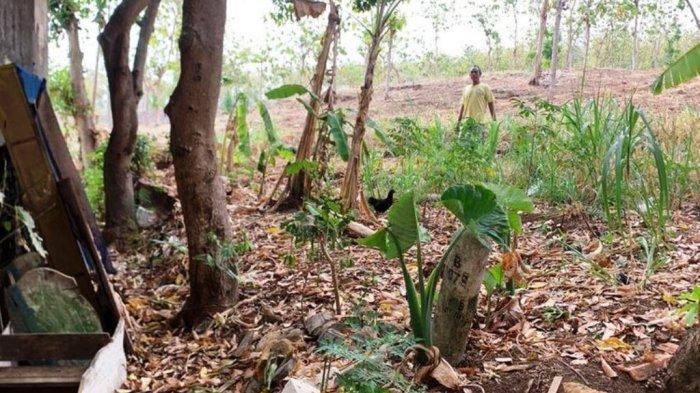 Tanah seluas 1,7 hektar yang diperkarakan di Dusun Sarip, Desa Karangasem, Kecamatan Wirosari, Kabupaten Grobogan, Jawa Tengah, Kamis (30/5/2024).