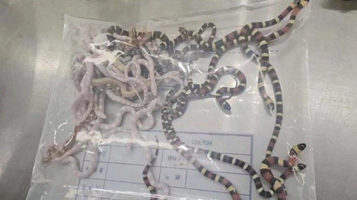 Seorang pria di China menyelundupkan 104 ular hidup di dalam celananya. Ia kemudian ditangkap oleh otoritas bea cukai. Pria yang tak disebutkan namanya itu dicegat petugas bea cukai saat hendak keluar dari Hong Kong untuk menuju Kota Shenzhen di perbatasan, kata otoritas Bea Cukai China pada Selasa (9/7/2024).