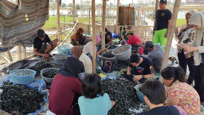 Warga Tambakrejo membersihkan kerang hijau hasil dari Rumpon Nusantara kawasan laut Tambakrejo, Semarang Utara, Kota Semarang, Sabtu (14/9/2024).