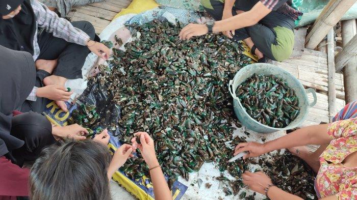 Warga membersihkan kerang hijau hasil dari Rumpon Nusantara kawasan laut Tambakrejo, Semarang Utara, Kota Semarang, Sabtu (14/9/2024).