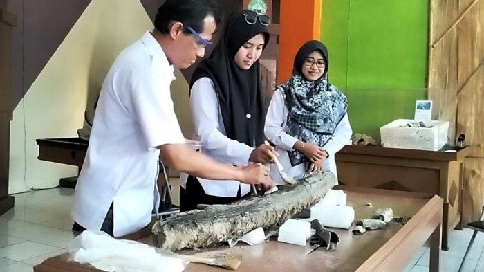 Kepala Bidang Kebudayaan Dinporabudpar Blora, Widyarini (paling kanan) saat menunjukkan fosil gading gajah purba yang ditaruh di Rumah Artefak Blora, Rabu (22/5/2024).