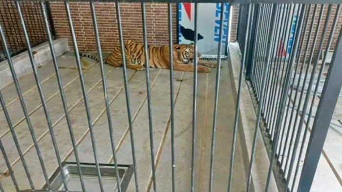Wujud harimau milik Andre Soan yang menerkam Suprianda (27) pria Samarinda, Kalimantan Timur pada Sabtu (18/11/2023).
